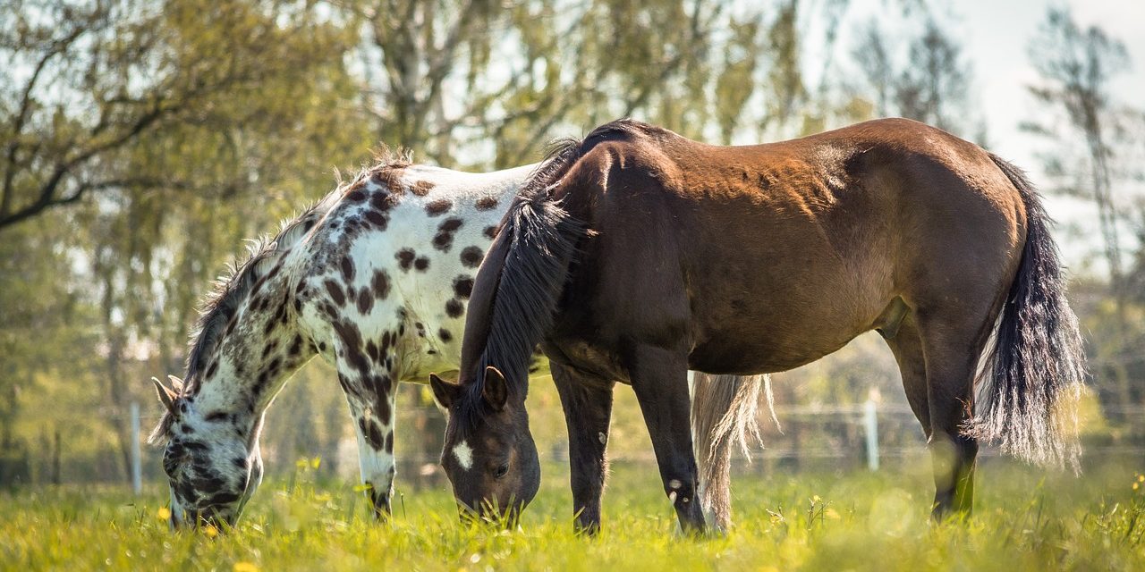 Paarden
