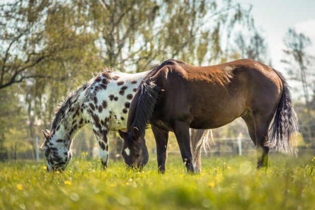 Paarden