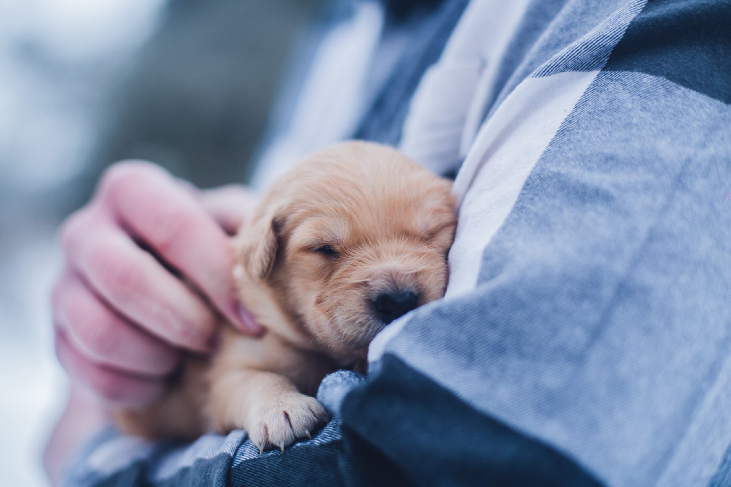puppy_vasthouden