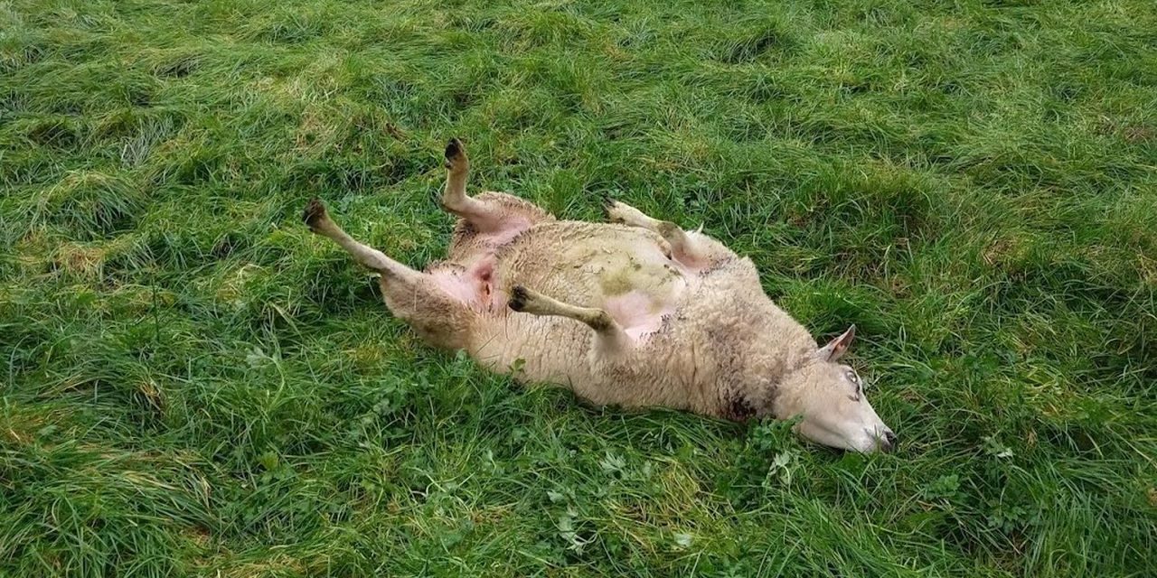 schaap rug