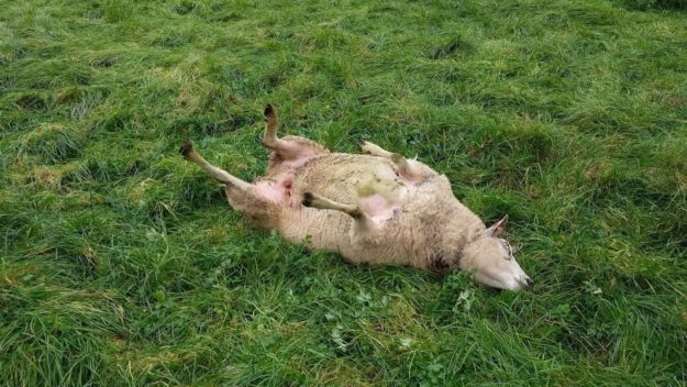 schaap rug