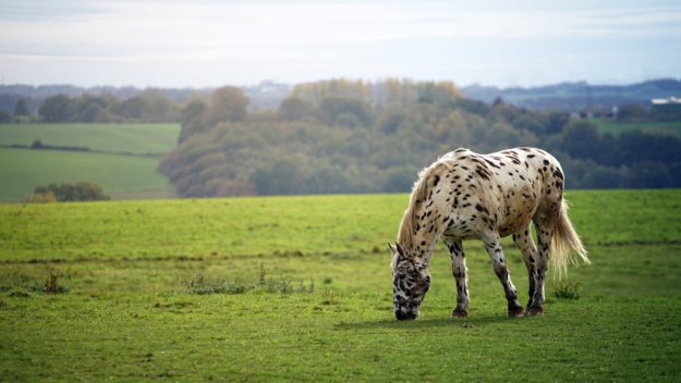 paard ontworming