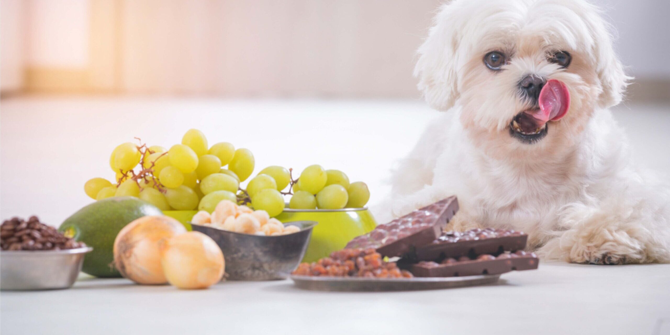 Chocolade-giftig-voor-honden-1
