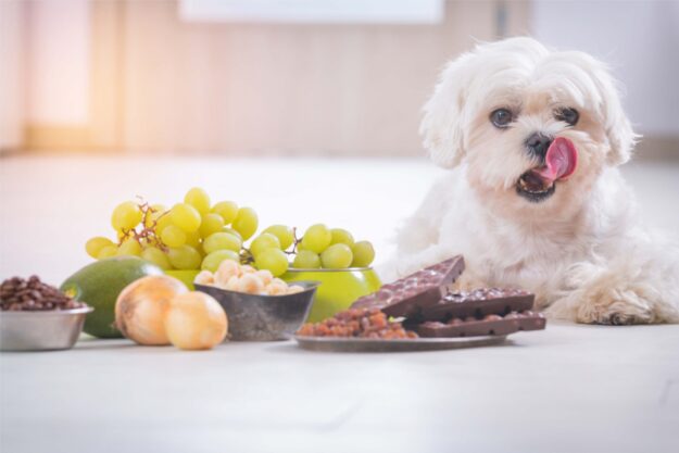 Chocolade-giftig-voor-honden-1