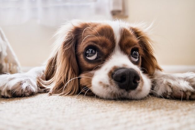 puppy-2785074_960_720