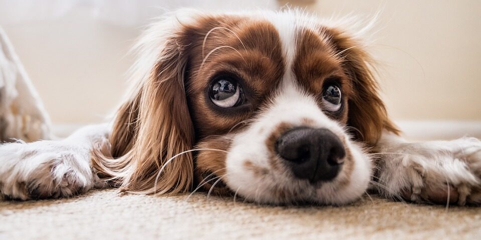 puppy-2785074_960_720