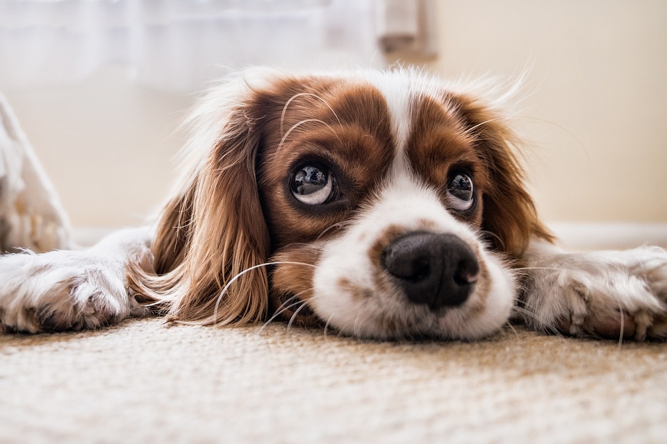 puppy-2785074_960_720