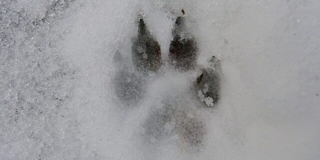 snow-70099_640