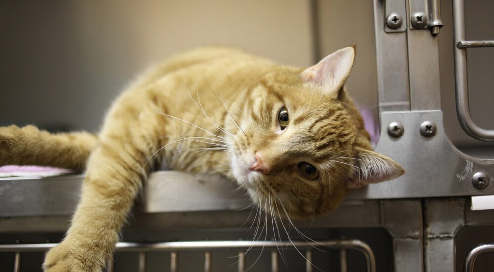 cat-4988407_1280 cat-4988407_1280
